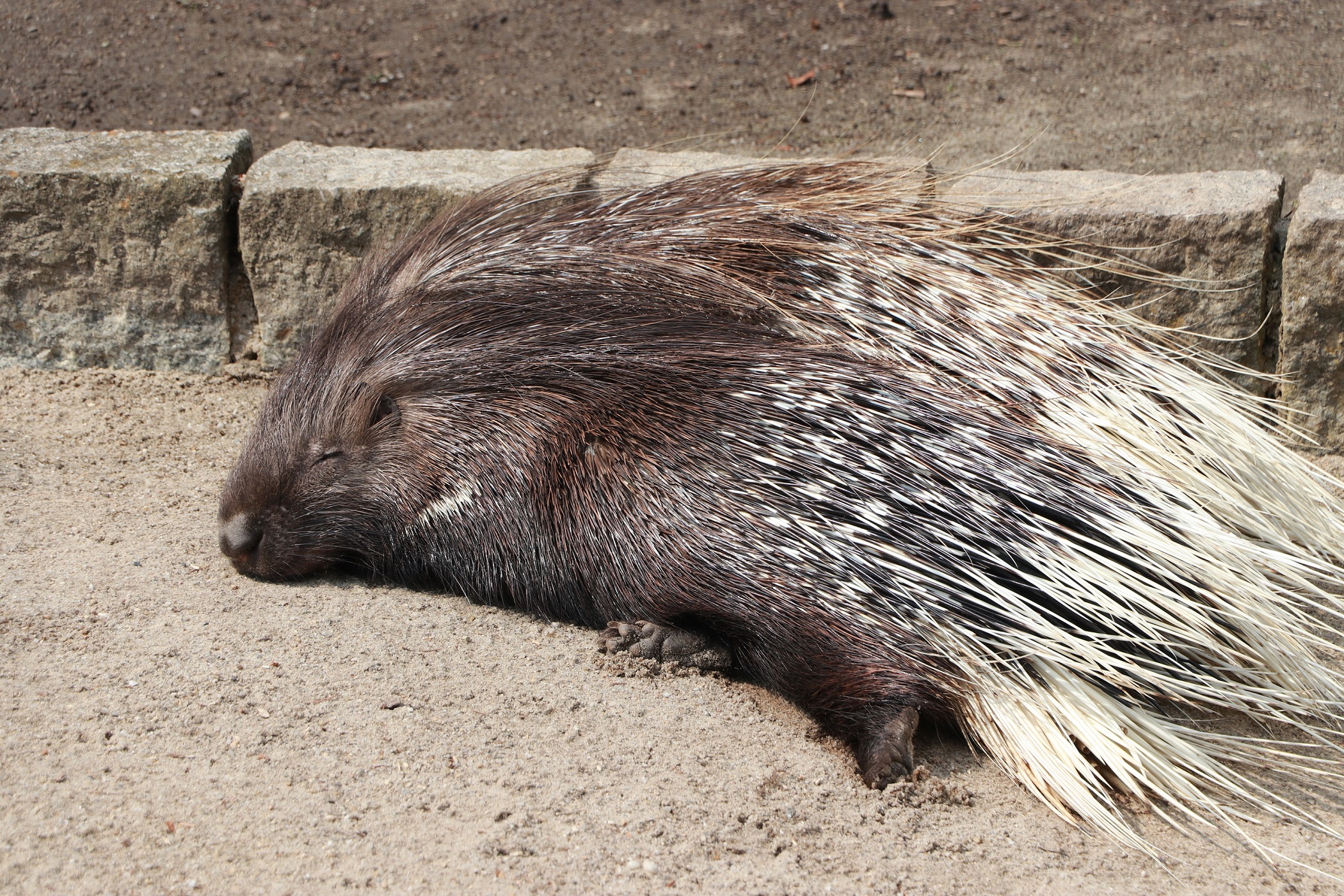 Schlafendes Stachelschwein im Tierpark Chemnitz