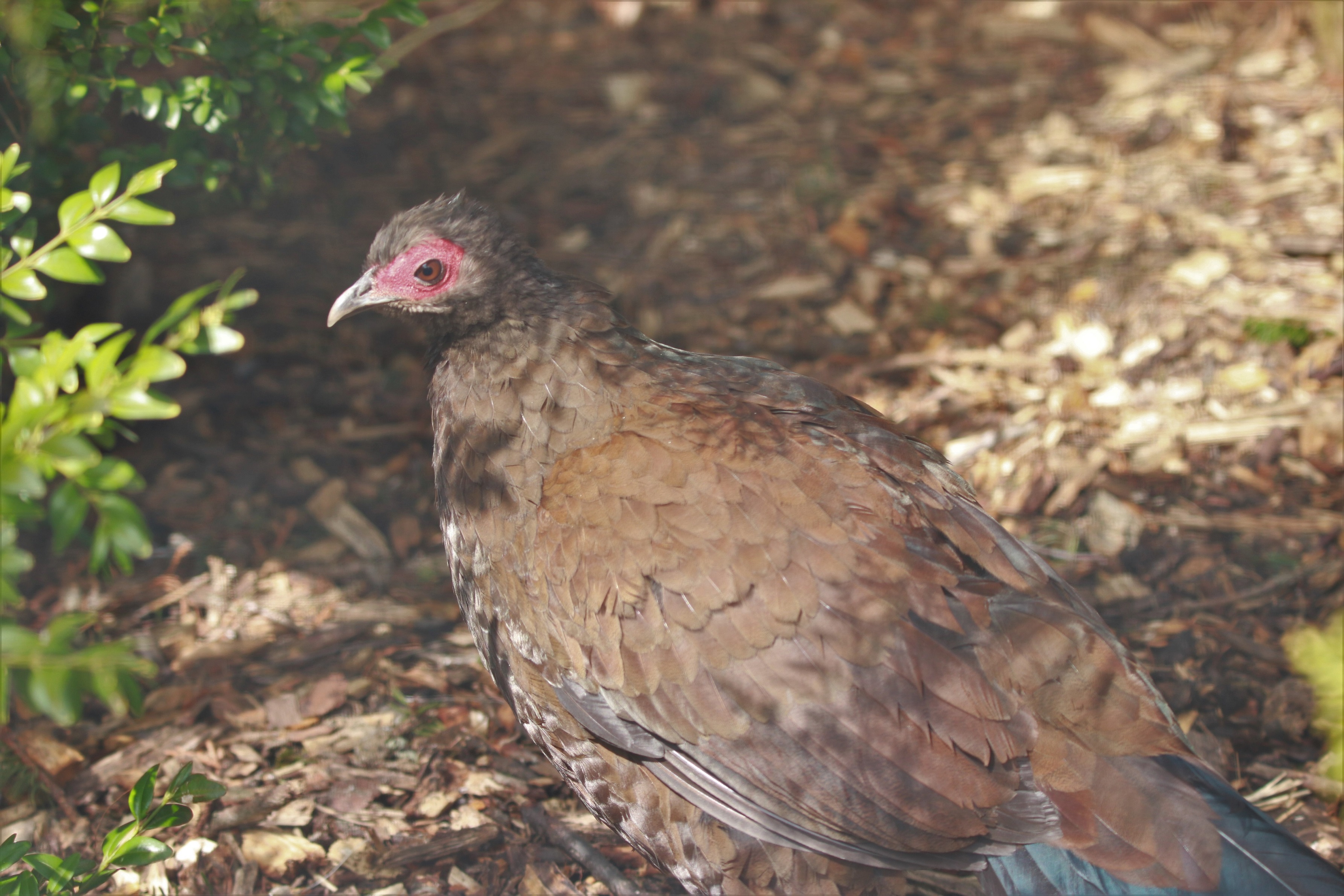 Vietnamfasan im Tierpark Chemnitz