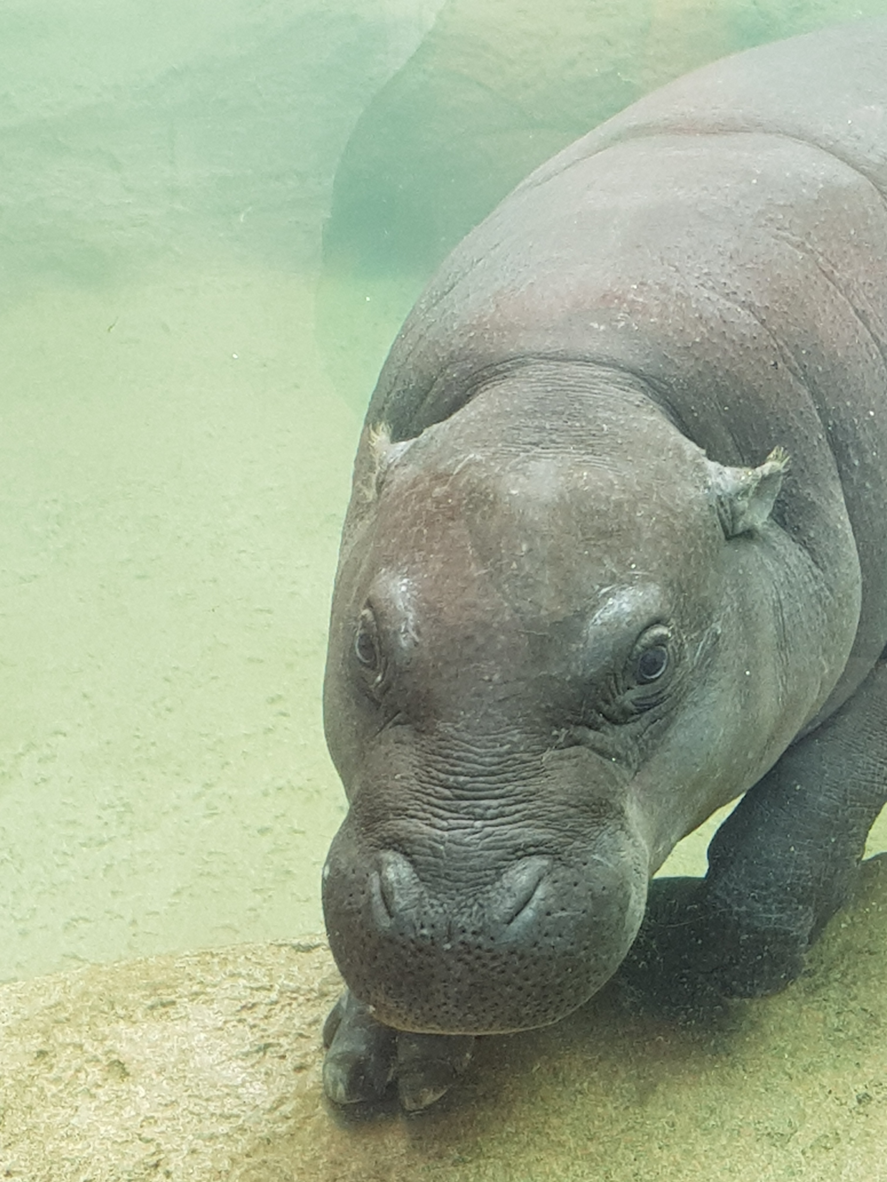 Malela in Loro Parque