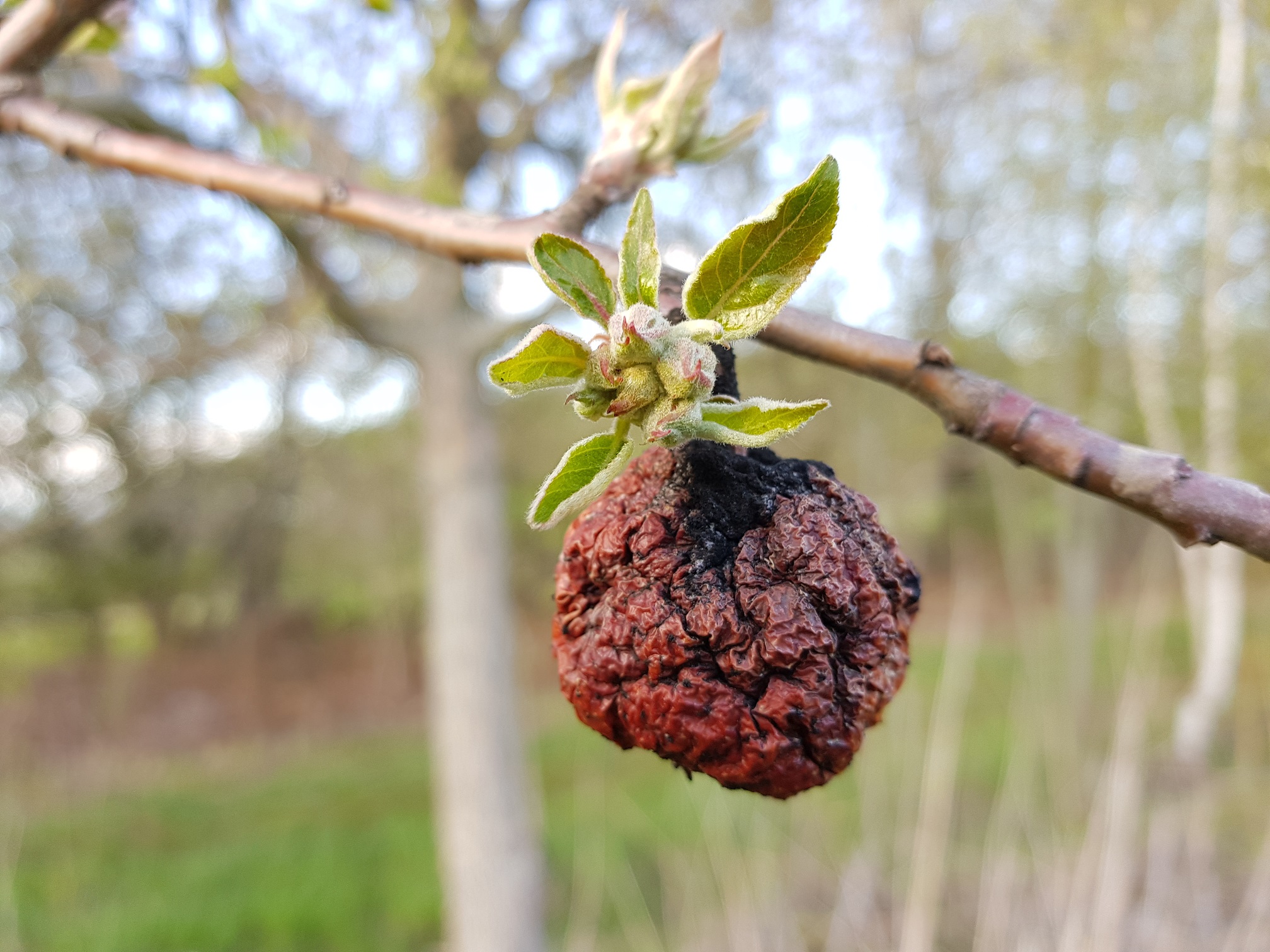 Apfelbaum im Frühling