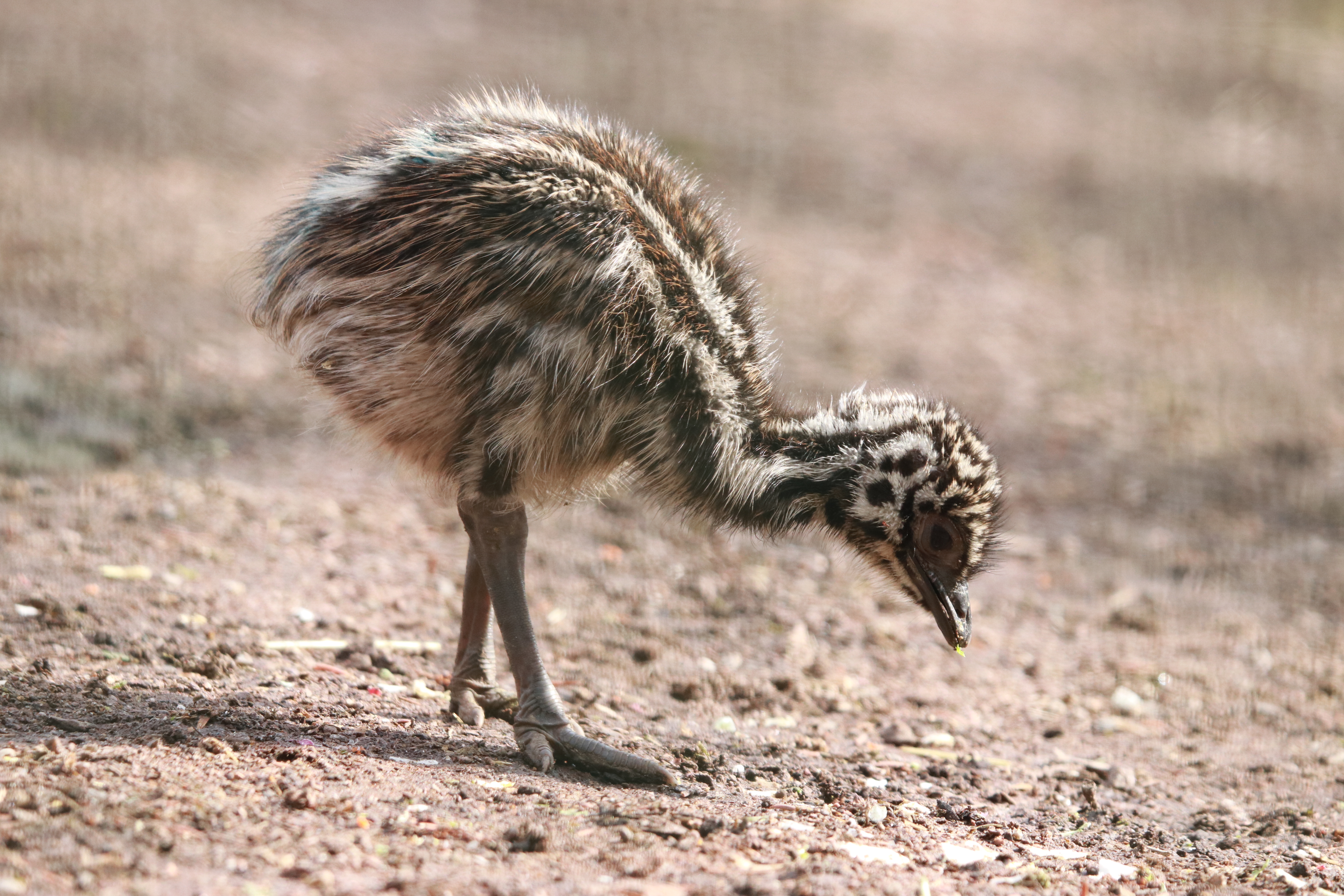 Emu-Nachwuchs im Tierpark Chemnitz