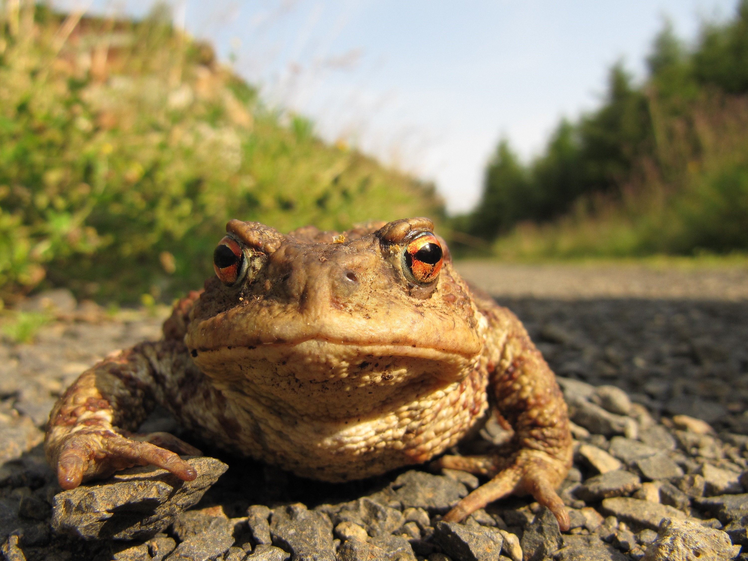 Erdkröte auf Wanderung