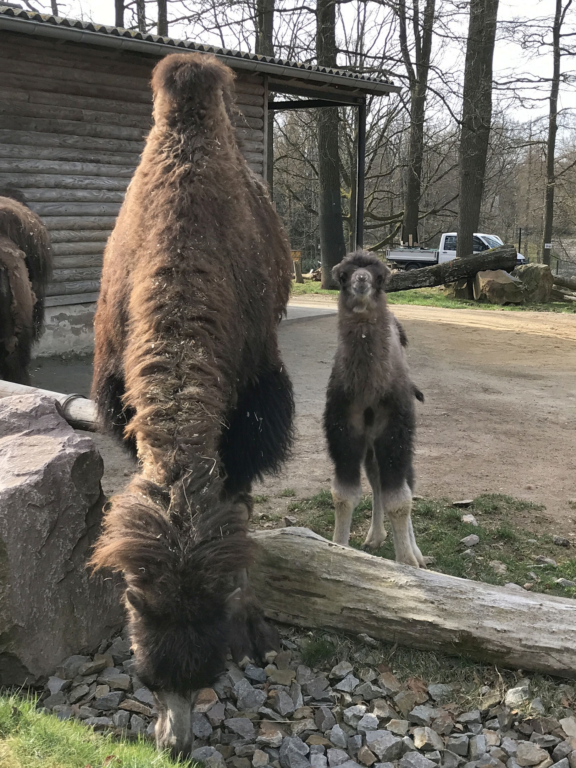 Trampeltiernachwuchs im Tierpark Chemnitz