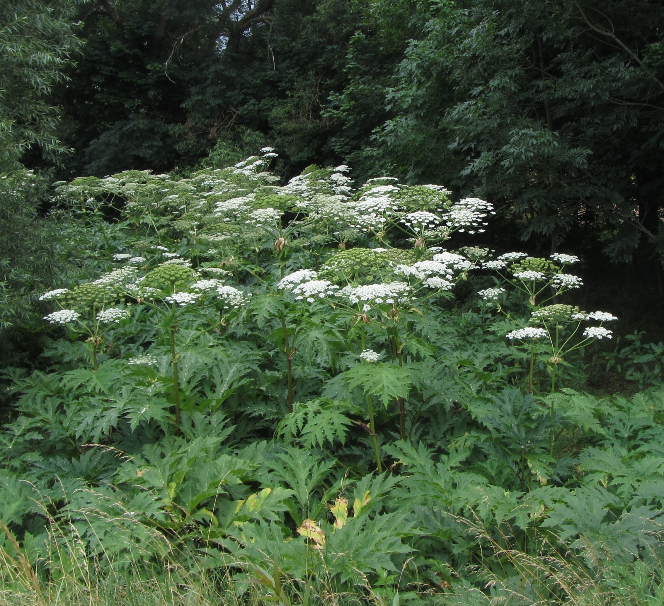 Riesenbärenklau mit Blüte in Klaffenbach. Typisch sind die stark eingeschnittenen und sehr spitz auslaufenden Blätter 