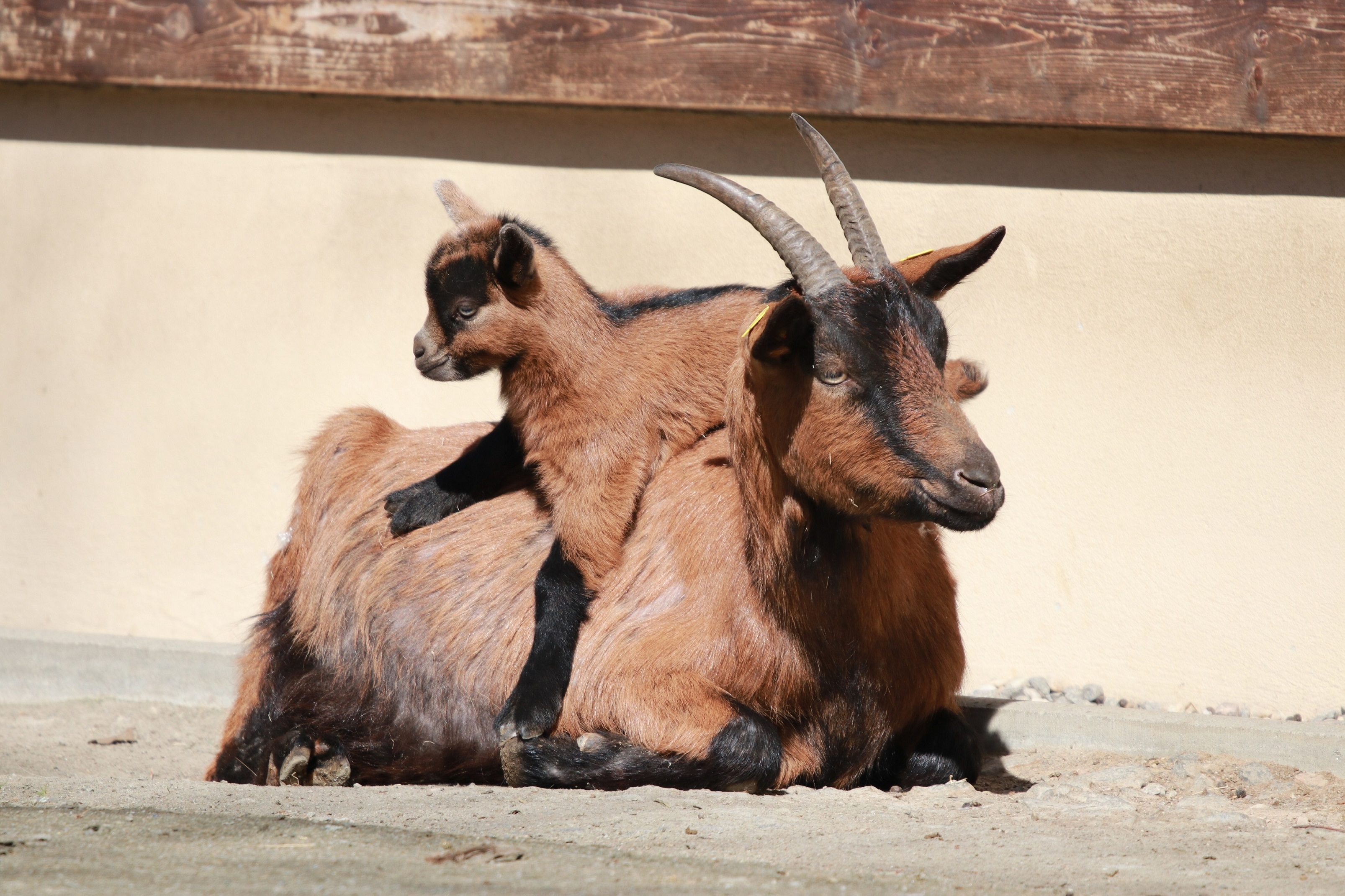 Erzgebirgsziege mit Nachwuchs im Tierpark Chemnitz