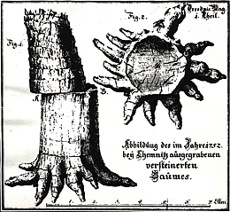 Megadendron saxonicum – 1751 gelang Edelgestein-Viceinspektor David Frenzel dieser Fund eines vorzeitlichen Nadelbaumes mit ansitzenden Wurzeln.