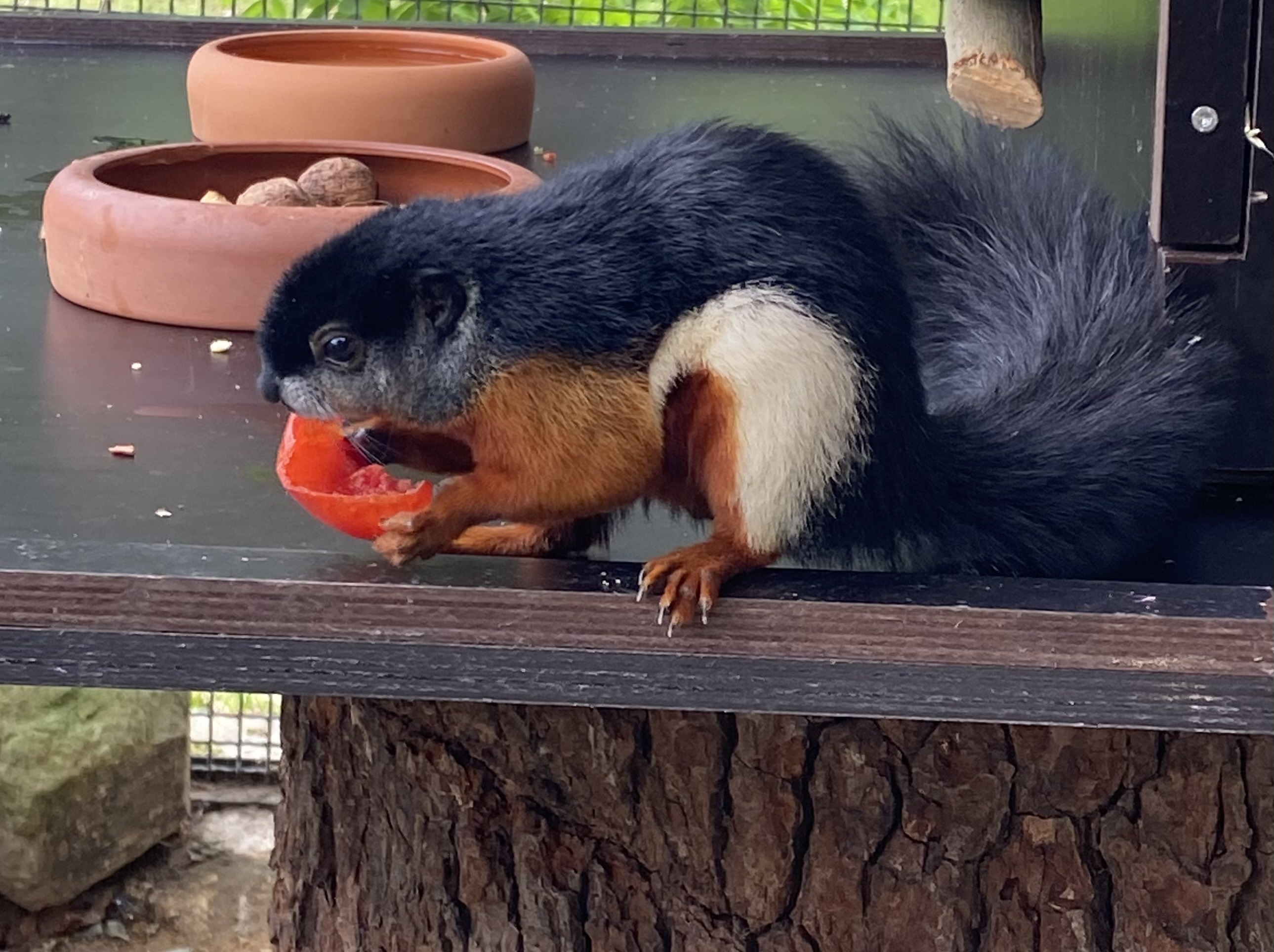 Prevost-Schönhörnchen in ihrer neuen Anlage im Botanischen Garten