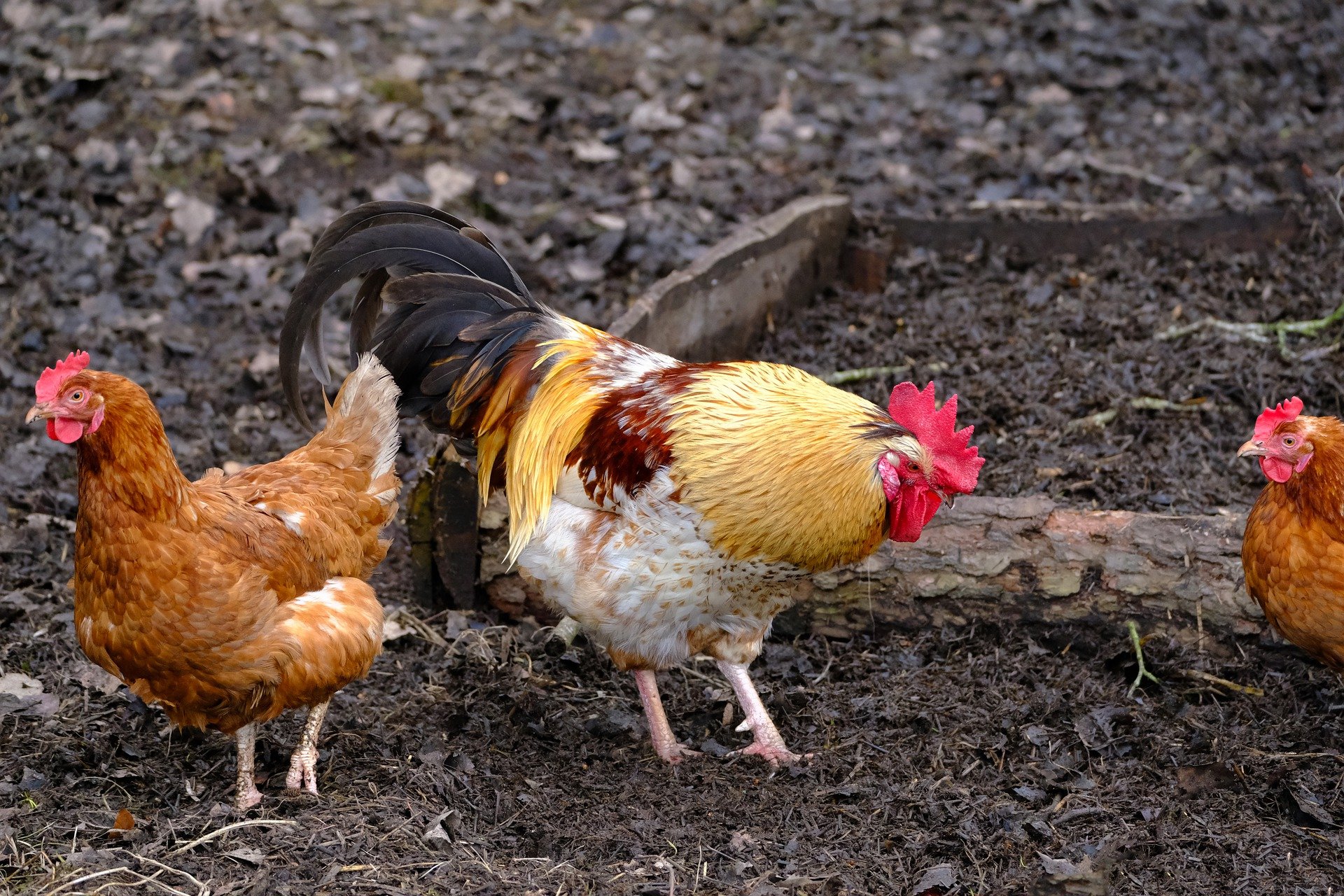 Nutz Und Wildtiere Stadt Chemnitz