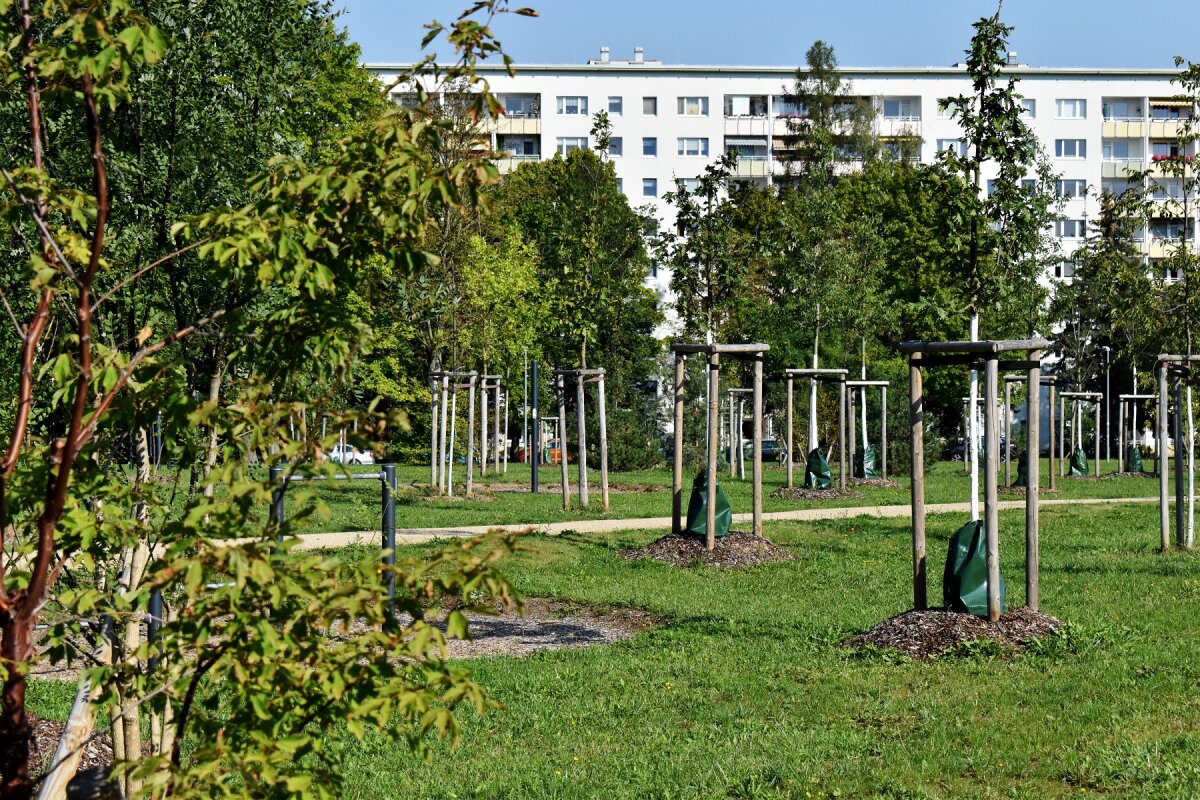 Rund 250 Bäume und Sträucher lassen mit dem Bürgerpark Gablenz eine grüne Lunge für den Stadtteil entstehen.